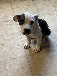 Found/Stray Male Dog last seen Sycamore Street and Slauson Ave, Montebello, CA 90640
