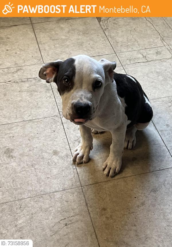 Found/Stray Male Dog last seen Sycamore Street and Slauson Ave, Montebello, CA 90640