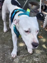 Found/Stray Male Dog last seen Beach Blvd, St. Augustine Beach, FL 32080
