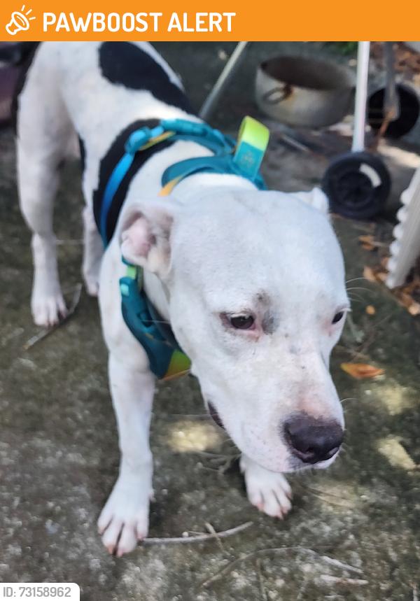 Found/Stray Male Dog last seen Beach Blvd, St. Augustine Beach, FL 32080