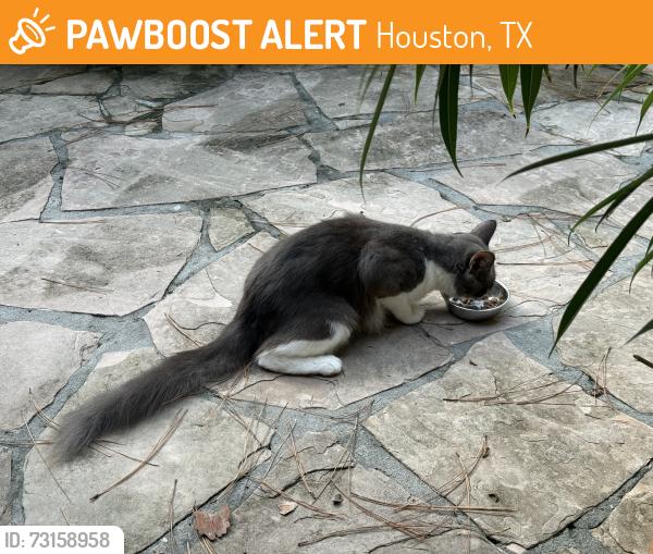Found/Stray Unknown Cat last seen Hedwig Village, Skene Way, Houston, TX 77024