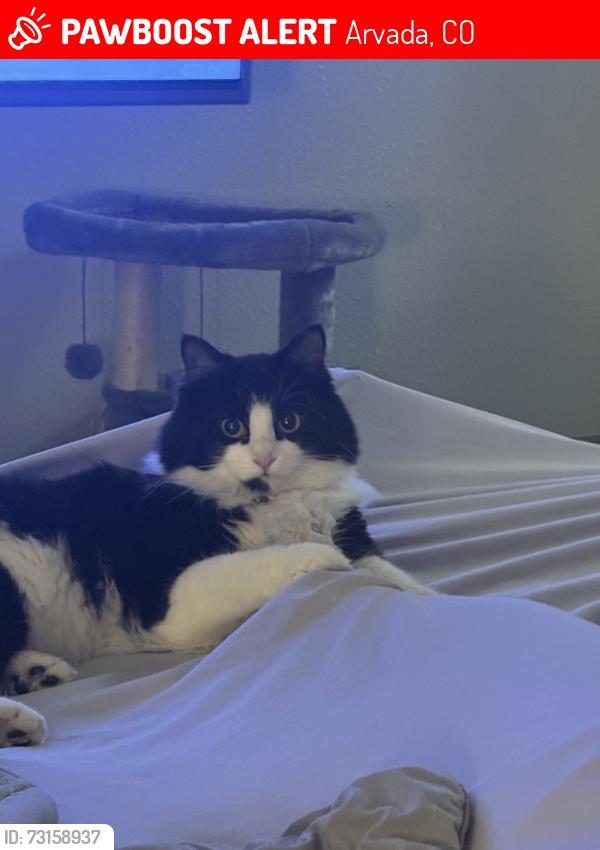 Lost Female Cat last seen 68th and Lamar, Arvada, CO 80003