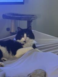 Lost Female Cat last seen 68th and Lamar, Arvada, CO 80003