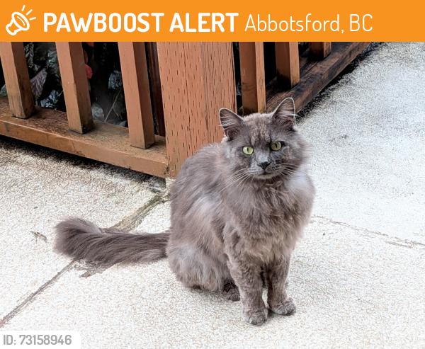 Found/Stray Unknown Cat last seen Ross Rd, Harris Rd., Abbotsford, BC 
