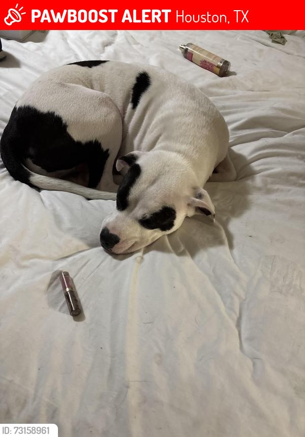 Lost Female Dog last seen Near and Mills rd, Houston, TX 77065