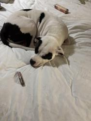 Lost Female Dog last seen Near and Mills rd, Houston, TX 77065