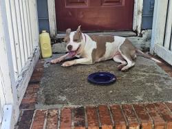Found/Stray Female Dog last seen Rotterdam Rd & Smith Grove Rd Easley, SC, Pickens County, SC 29640