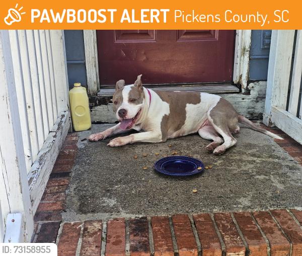 Found/Stray Female Dog last seen Rotterdam Rd & Smith Grove Rd Easley, SC, Pickens County, SC 29640