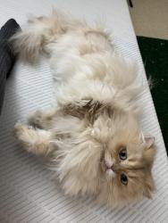 Reunited Male Cat last seen Near 6th Ave, Menlo Park, Menlo Park, CA 94025