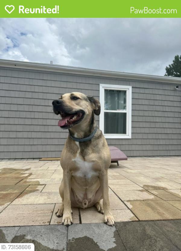 Reunited Male Dog last seen Weblin Drive, Newtown, Baker rd, Virginia Beach, VA 23462