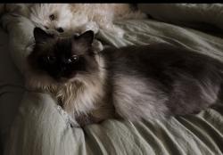 Reunited Female Cat last seen Near Glade Rd, Colleyville, TX 76034, USA, Colleyville, TX 76034