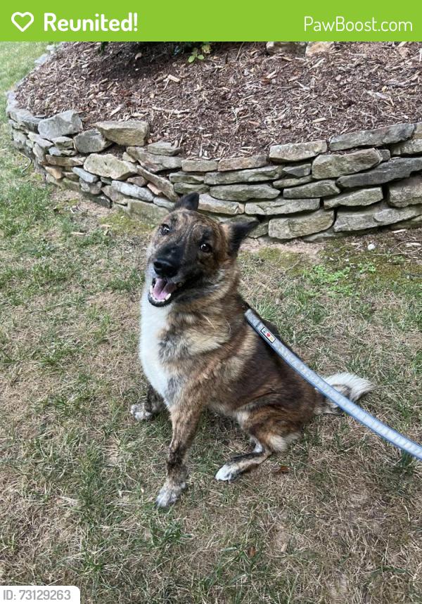 Reunited Male Dog last seen Flynn Branch Rd, Fletcher, NC 28732