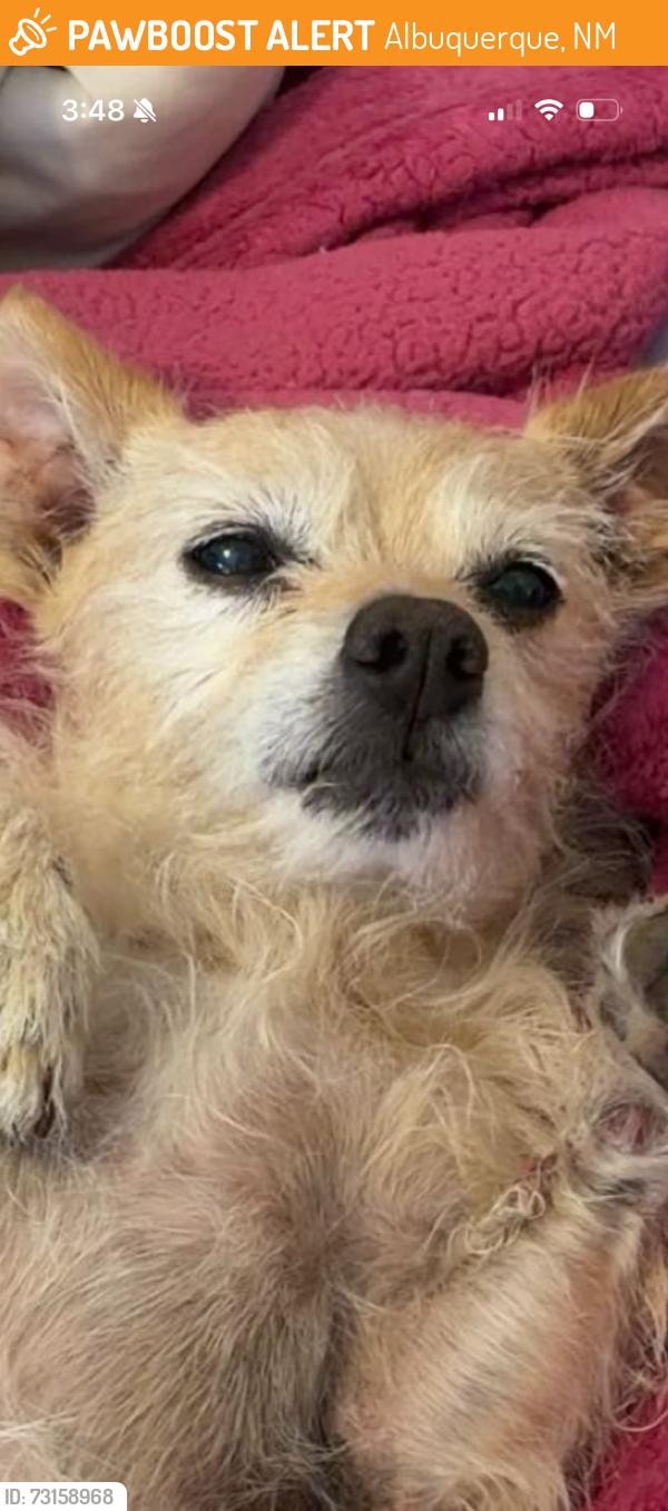 Found/Stray Female Dog last seen Eubank and menaul, Albuquerque, NM 87112