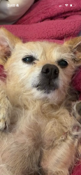Found/Stray Female Dog last seen Eubank and menaul, Albuquerque, NM 87112