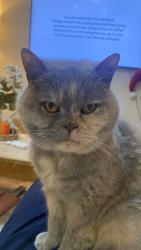 Lost Female Cat last seen Newgate Lane, Fareham, Hampshire, England PO14 1BD