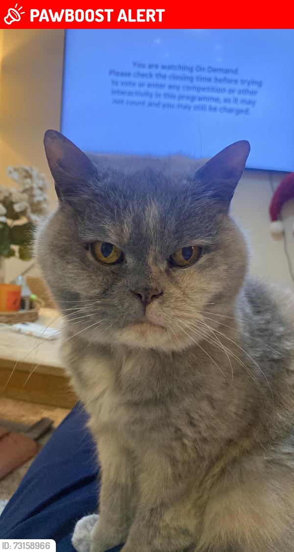Lost Female Cat last seen Newgate Lane, Fareham, Hampshire, England PO14 1BD