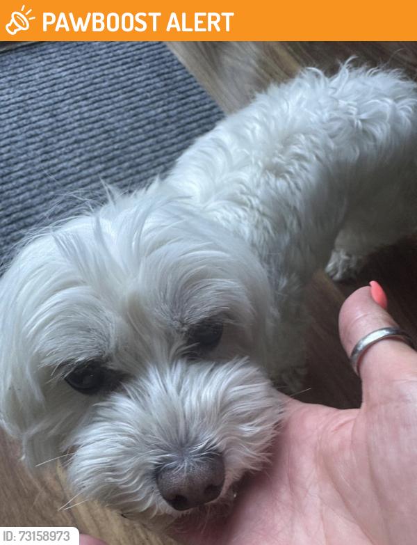 Found/Stray Unknown Dog last seen Peyto court, Falconwood, England DA16 2LY