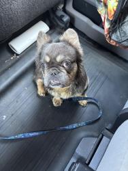 Lost Male Dog last seen Dunellen Lane, Jonesboro, GA 30236