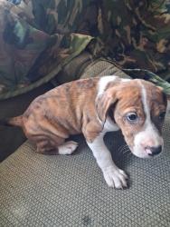 Found/Stray Male Dog last seen Lawnwood dr. Fayetteville nc, Fayetteville, NC 28304