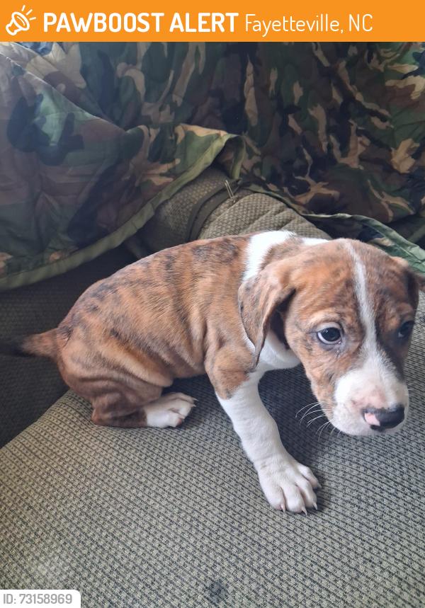 Found/Stray Male Dog last seen Lawnwood dr. Fayetteville nc, Fayetteville, NC 28304