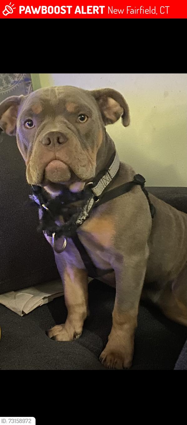Lost Female Dog last seen Hadley road off of lakeshore, New Fairfield, CT 06812