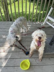 Reunited Female Dog last seen Settlers pond way, Knoxville, TN 37923