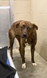Shelter Stray Female Dog last seen Near Anita Drive, Berkeley County, SC, 2455 Remount Rd, North Charleston, SC 29406, USA
