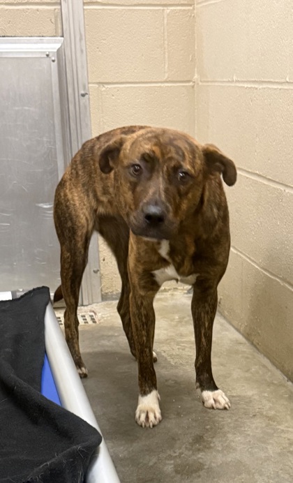 Shelter Stray Female Dog last seen Near Anita Drive, Berkeley County, SC, 2455 Remount Rd, North Charleston, SC 29406, USA