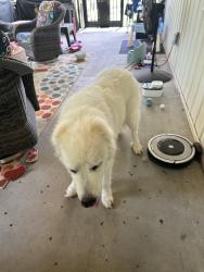 Reunited Female Dog last seen Pineland Meadows Rd, Anderson, SC 29621
