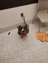 Shelter Stray Male Dog last seen Near Bolton Road NW, Atlanta, GA, 1251 Fulton Industrial Blvd NW, Atlanta, GA 30336, USA