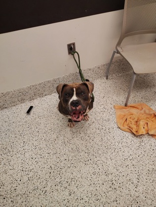 Shelter Stray Male Dog last seen Near Bolton Road NW, Atlanta, GA, 1251 Fulton Industrial Blvd NW, Atlanta, GA 30336, USA