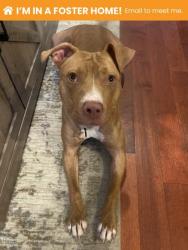 Shelter Stray Female Dog last seen Near Ingleside ave, 21215, MD, 301 Stockholm St, Baltimore, MD 21230, USA