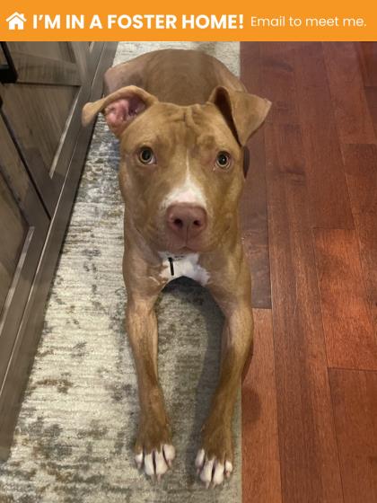 Shelter Stray Female Dog last seen Near Ingleside ave, 21215, MD, 301 Stockholm St, Baltimore, MD 21230, USA