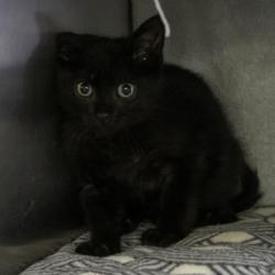 Shelter Stray Male Cat last seen Belmont Road, Madison 3, City of, WI, 5132 Voges Rd, Madison, WI 53718, USA