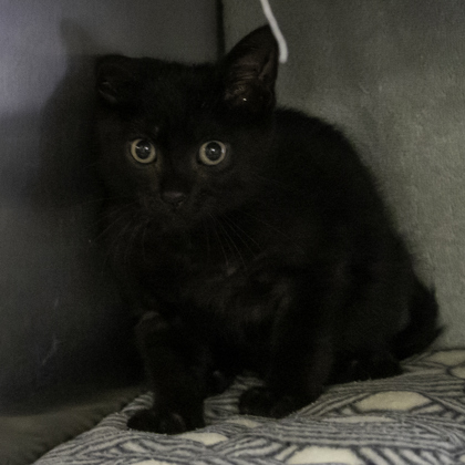 Shelter Stray Male Cat last seen Belmont Road, Madison 3, City of, WI, 5132 Voges Rd, Madison, WI 53718, USA