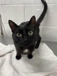 Shelter Stray Female Cat last seen Near darthmouth rd, 21212, MD, 301 Stockholm St, Baltimore, MD 21230, USA