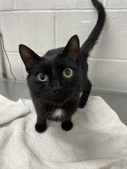 Shelter Stray Female Cat last seen Near darthmouth rd, 21212, MD, 301 Stockholm St, Baltimore, MD 21230, USA