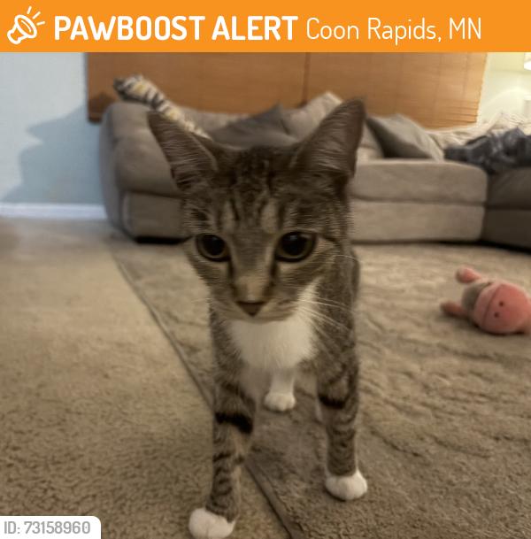 Found/Stray Female Cat last seen Cub Foods Coon Rapids South, Coon Rapids, MN 55448