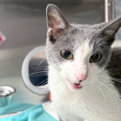Shelter Stray Male Cat last seen home, Madison 1, City of, WI, 5132 Voges Rd, Madison, WI 53718, USA