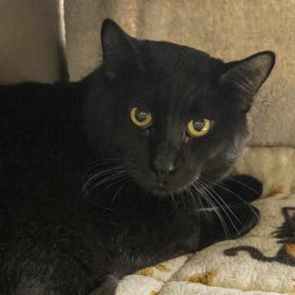 Shelter Stray Male Cat last seen Spring grove Ct, Middleton, City of, WI, 5132 Voges Rd, Madison, WI 53718, USA
