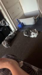 Found/Stray Male Cat last seen West side, Long Beach, CA 90831