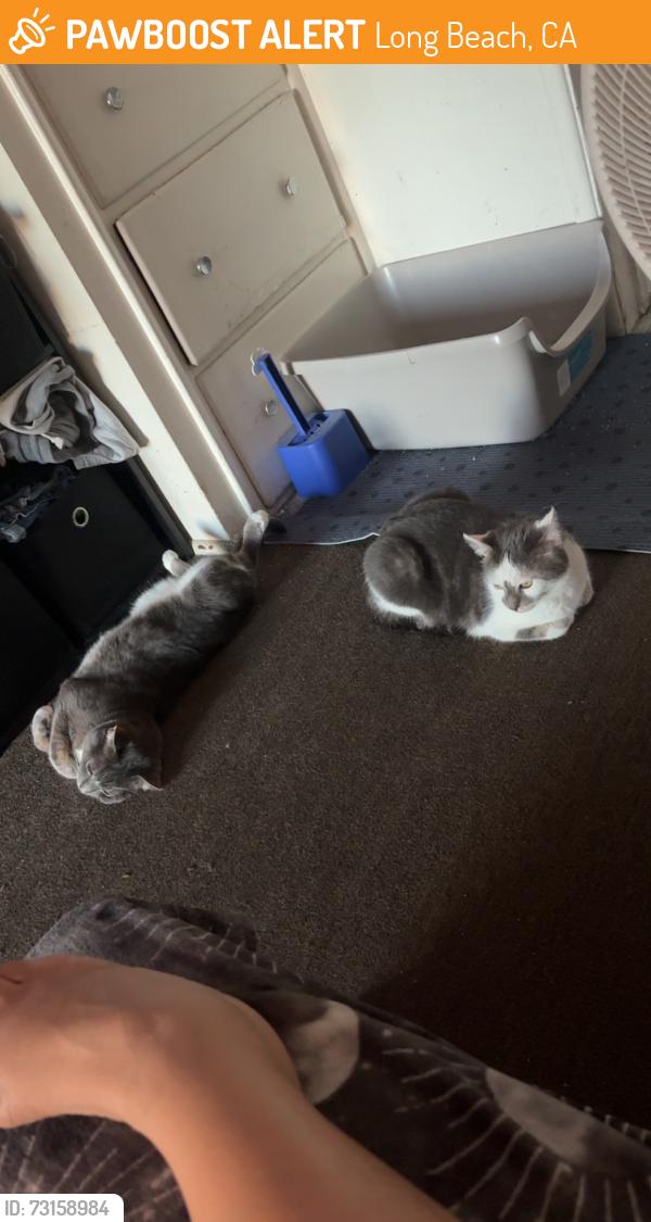 Found/Stray Male Cat last seen West side, Long Beach, CA 90831