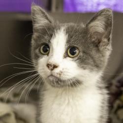 Shelter Stray Male Cat last seen Near W Beltline Hwy (Sky Zone), Madison 14, City of, WI, 5132 Voges Rd, Madison, WI 53718, USA