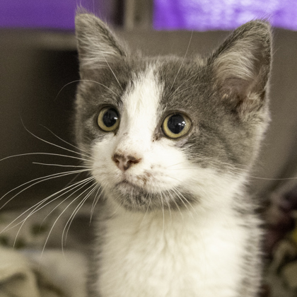 Shelter Stray Male Cat last seen Near W Beltline Hwy (Sky Zone), Madison 14, City of, WI, 5132 Voges Rd, Madison, WI 53718, USA