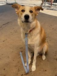 Shelter Stray Male Dog last seen Papermill Rd, City of Knoxville ASO, TN, 3201 Division St, Knoxville, TN 37919, USA
