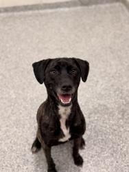 Shelter Stray Female Dog last seen brakebill rd, Knox County GP, TN, 3201 Division St, Knoxville, TN 37919, USA