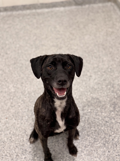 Shelter Stray Female Dog last seen brakebill rd, Knox County GP, TN, 3201 Division St, Knoxville, TN 37919, USA