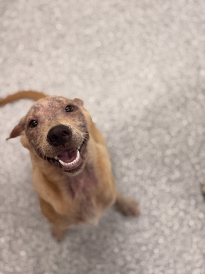 Shelter Stray Female Dog last seen brakebill rd, Knox County GP, TN, 3201 Division St, Knoxville, TN 37919, USA