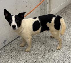 Shelter Stray Female Dog last seen Near E 109th St, 64134, MO, 7077 Elmwood Ave, Kansas City, MO 64132, USA