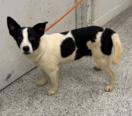 Shelter Stray Female Dog last seen Near E 109th St, 64134, MO, 7077 Elmwood Ave, Kansas City, MO 64132, USA